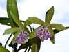 Brassocattleya Binosa 